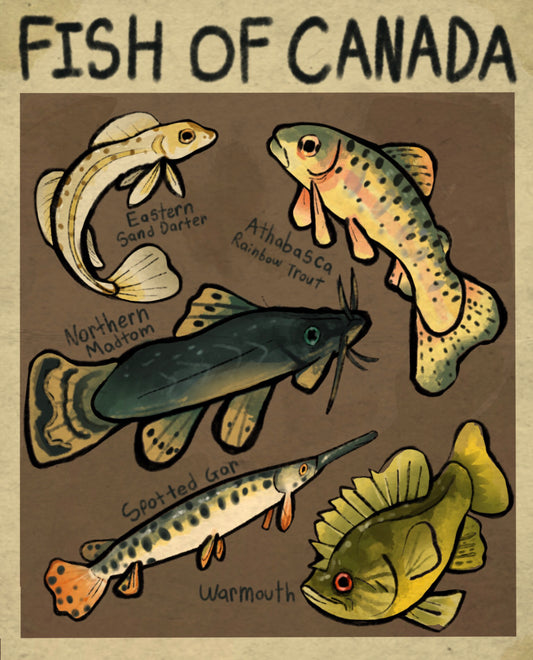 Fish Of Canada Print